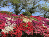 花の木公園
